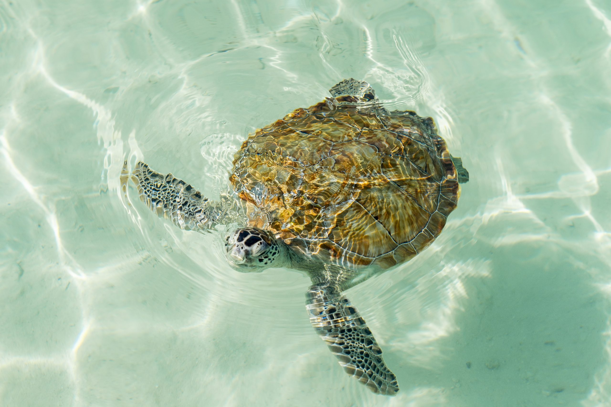 Sea Turtles