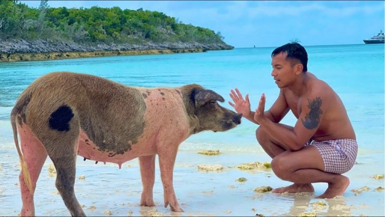 Swim With Pigs Nassau
